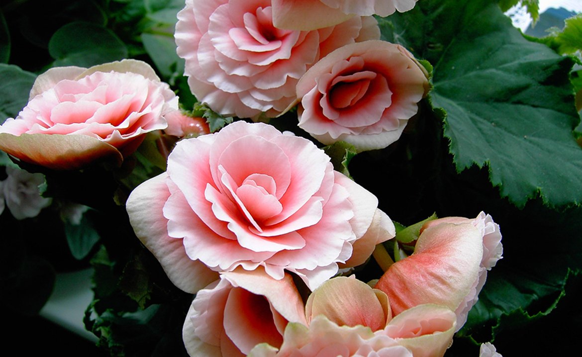 Jednogodisnje biljke