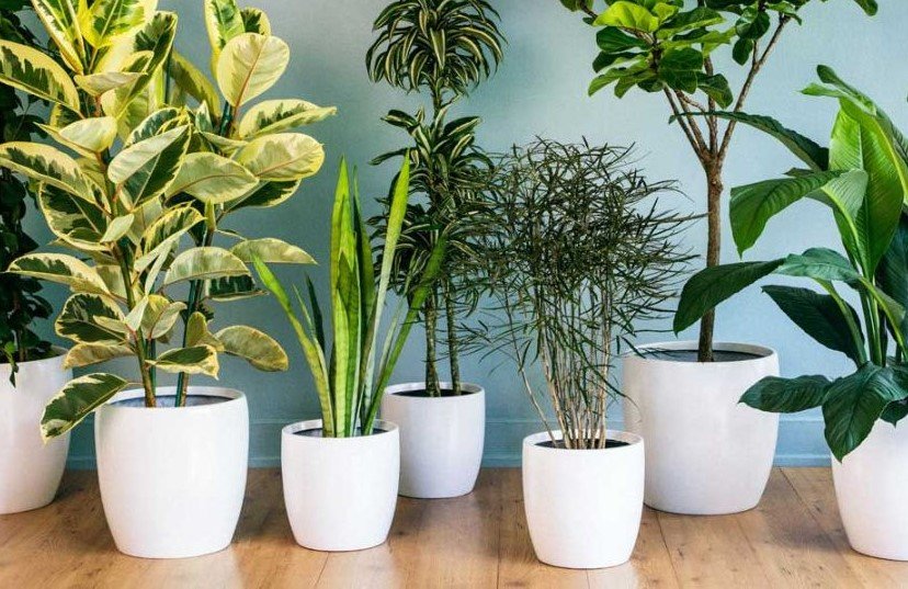 Ukrasno lisnato cvece