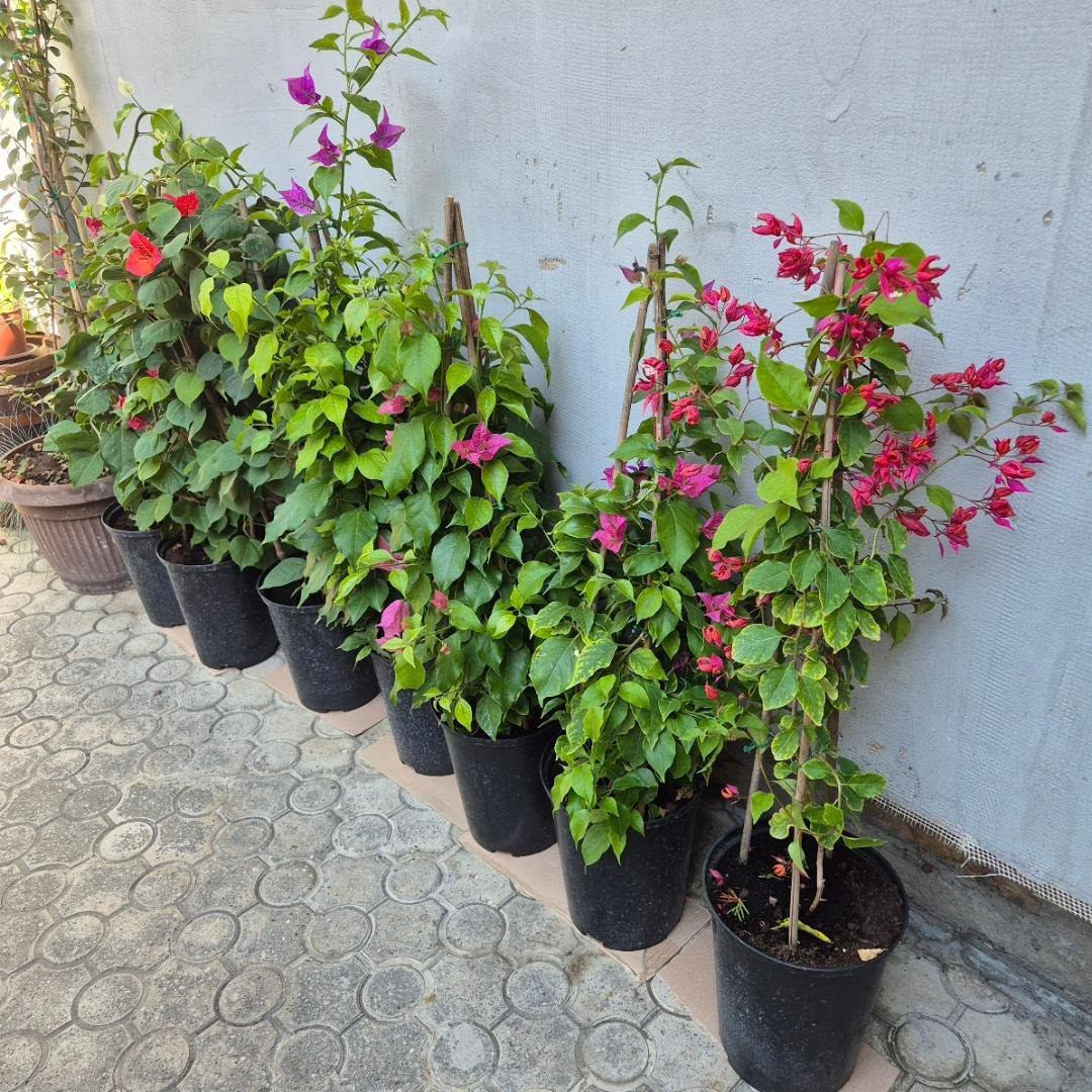 Bougainvillea spectabilis – Bugenvilija bordo