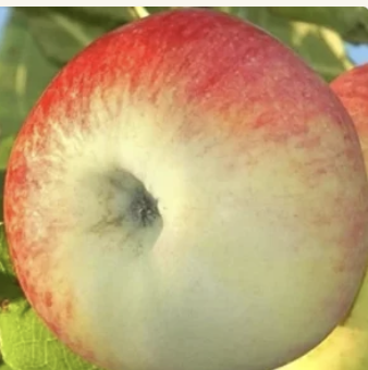 Stara sorta jabuke – Carica