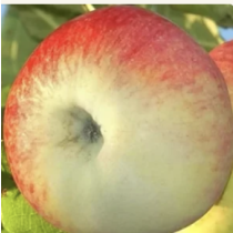 Stara sorta jabuke – Carica