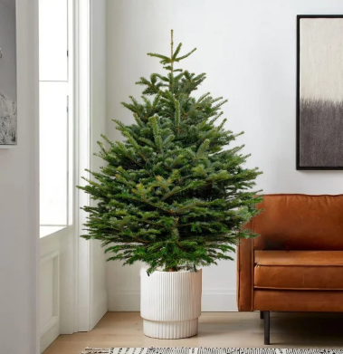 Novogodišnja jelka (1.5m)