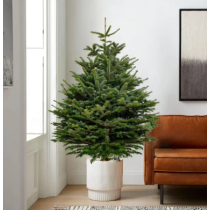 Novogodišnja jelka (1.5m)