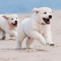 RUSTICAN PUPPY/JUNIOR s jagnjetinom i pirinčem, bez glutena
