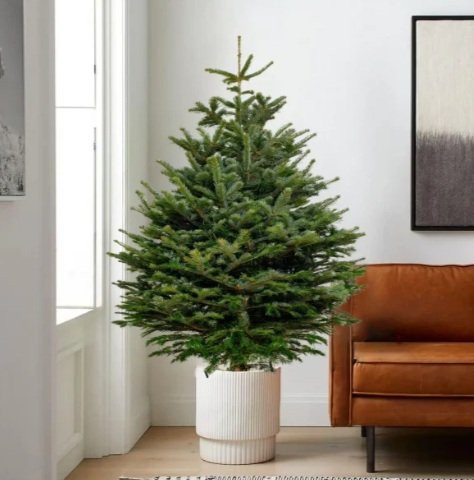  Novogodišnja jelka (1.5m) prirodna