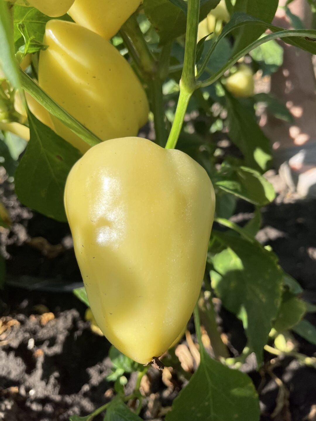 Somborka (blago ljuta)