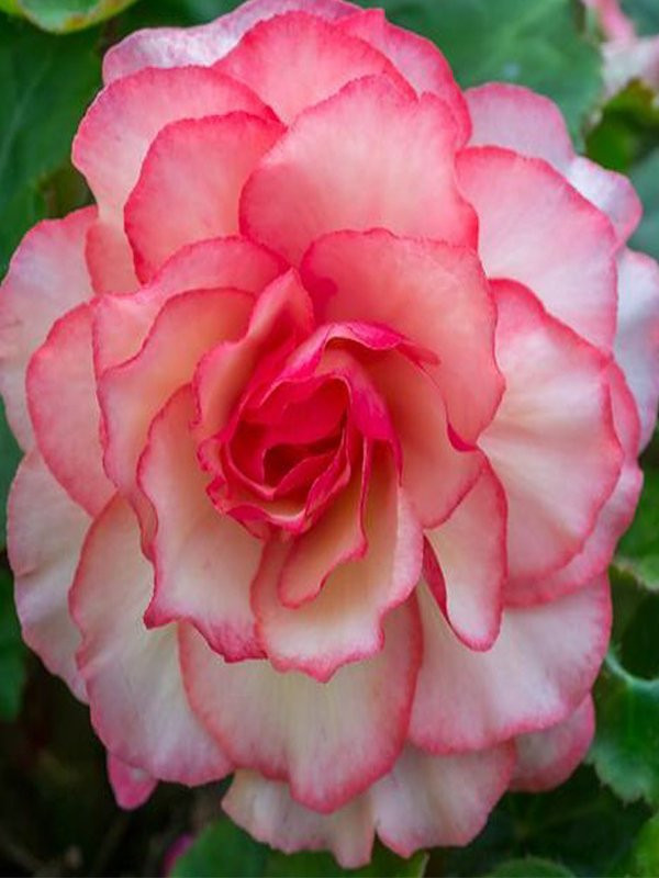 Begonia Bouton de Rose