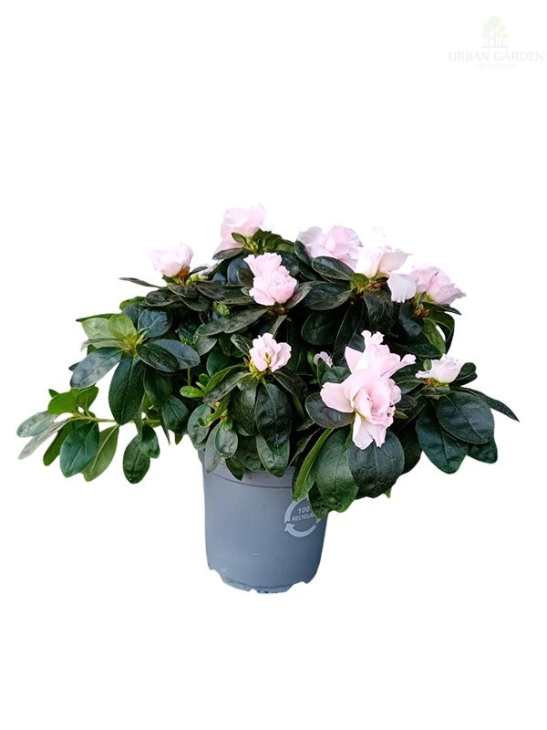 Rododendron ‘Hellmut Vogel’