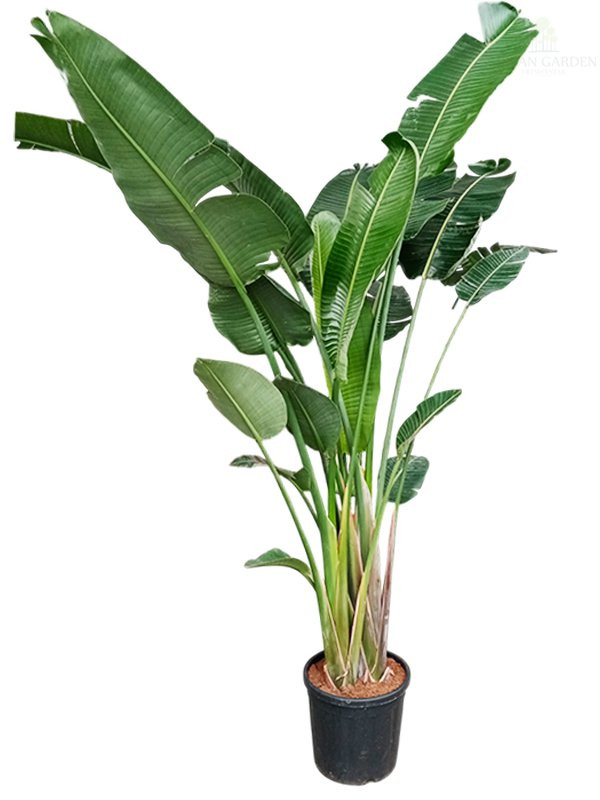 Strelicija – Rajska ptica