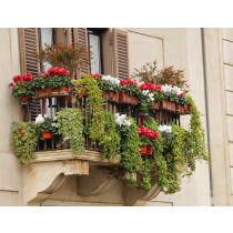 Saksijsko cveće za terasu KONFIGURABILNI