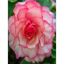 Begonia Bouton de Rose