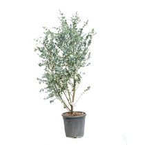 Eukaliptus Azura