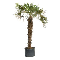 Visoka palma žumara