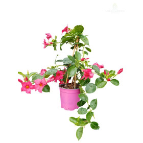 Mandevila – brazilski jasmin