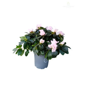 Rododendron ‘Hellmut Vogel’