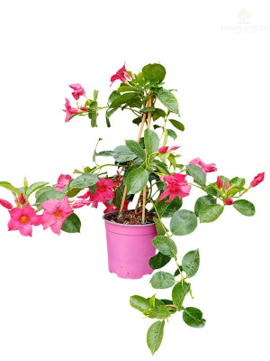 Mandevila – brazilski jasmin