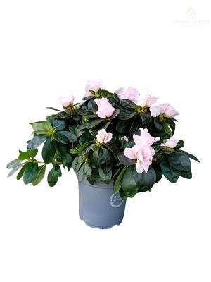 Rododendron ‘Hellmut Vogel’