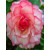 Begonia Bouton de Rose