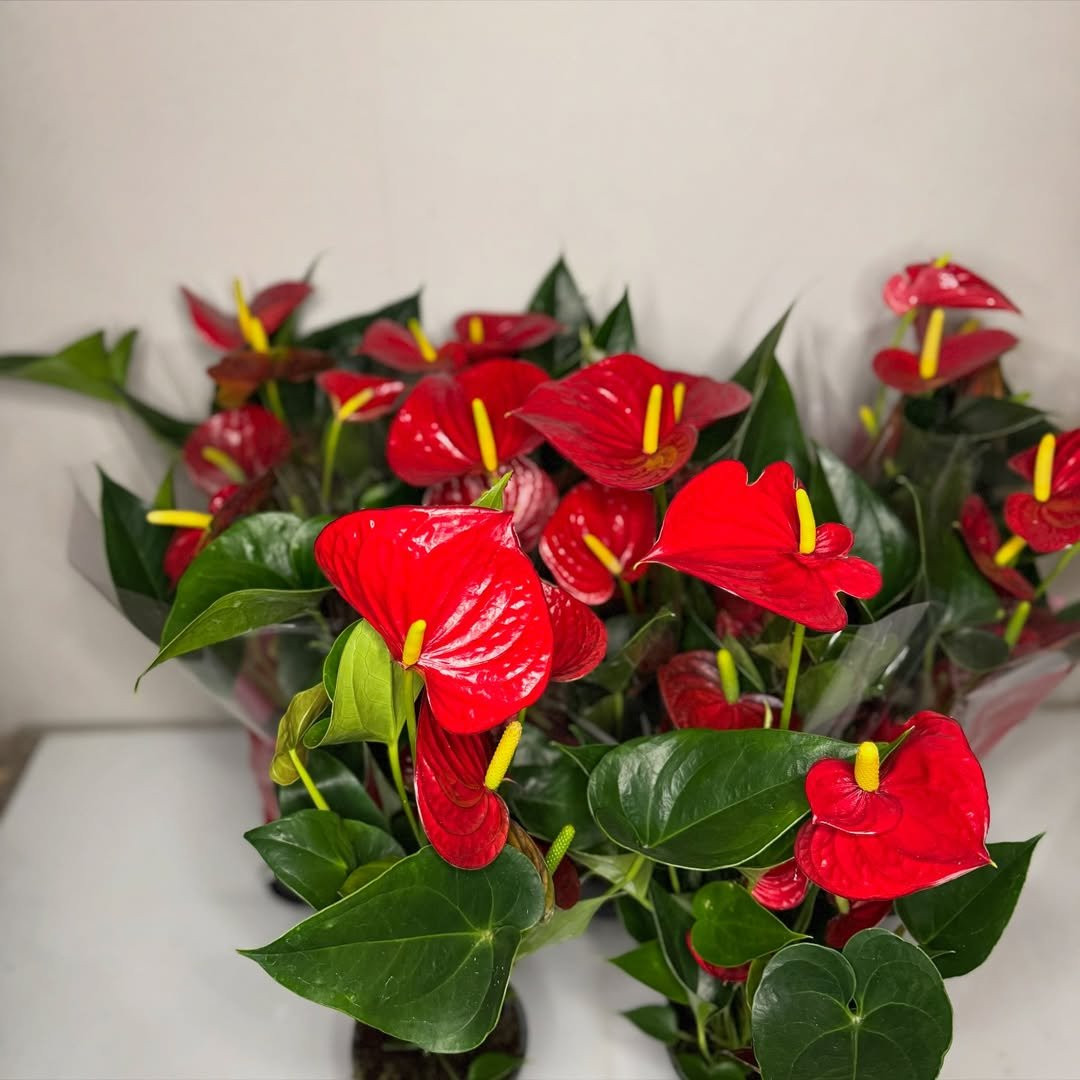 Anturijum (Crvena Boja)