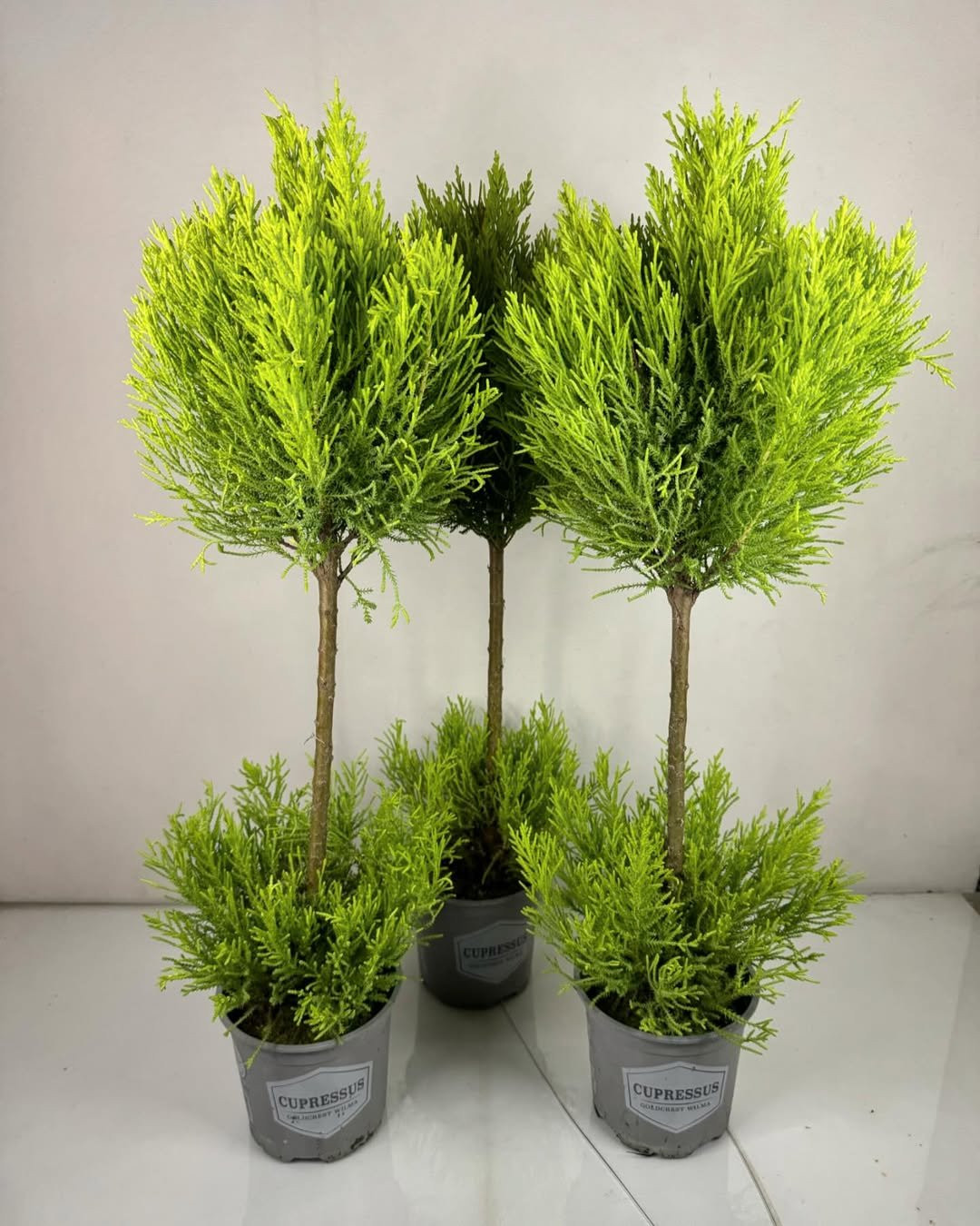 Cupresus (Sobni Čempres)