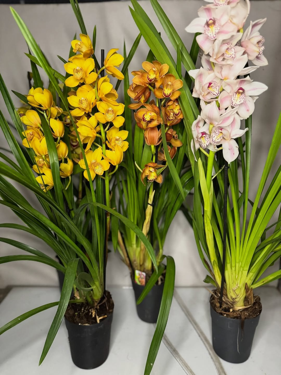 Cymbidium orhideje
