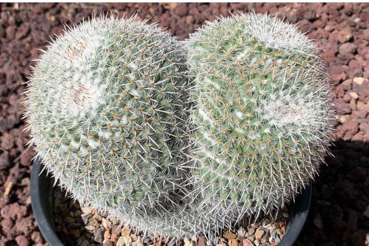 Mamilarija Parkinson