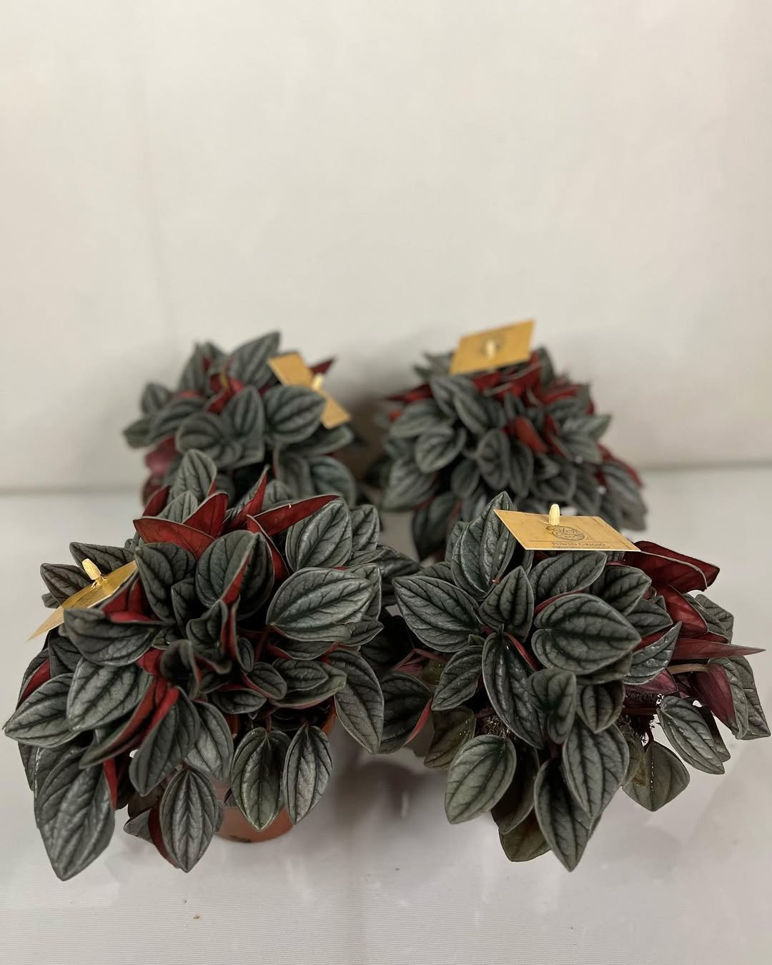Peperomia