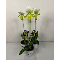 Orhideja Paphiopedilum