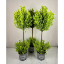 Cupresus (Sobni Čempres)