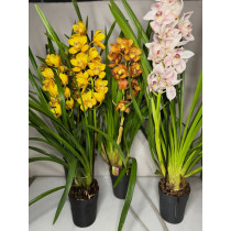 Cymbidium orhideje