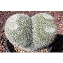 Mamilarija Parkinson