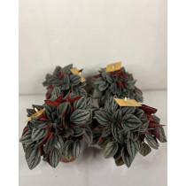 Peperomia