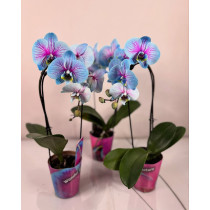 Plave orhideje