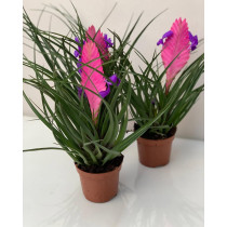 Tillandsia Cyanea