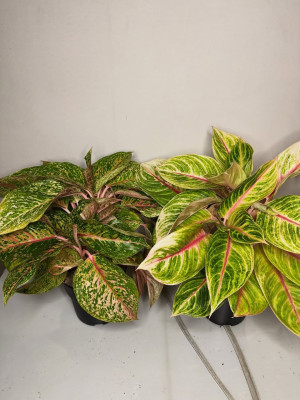 Aglaonema