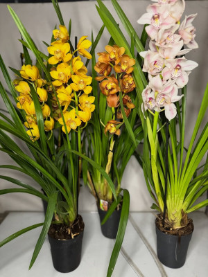 Cymbidium orhideje