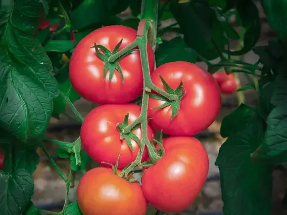 Paradajz Volovsko srce