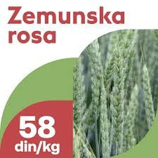 Zemunska rosa