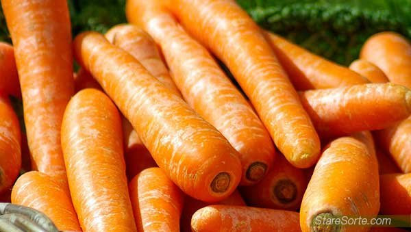 Semenarna 189 Šargarepa