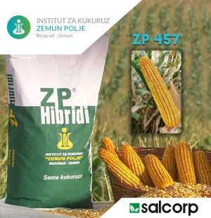 Seme kukuruza Zp 606