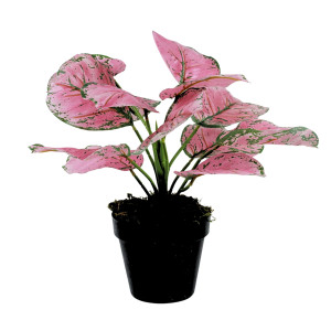 Cvet u saksiji - MONSTERA PINK ZD-241321R - 36cm - N55
