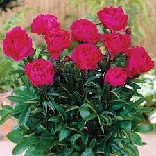 Božur - roze