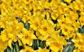 Narcis - žuti