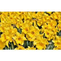 Narcis - žuti