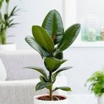 Fikus elastica Robusta