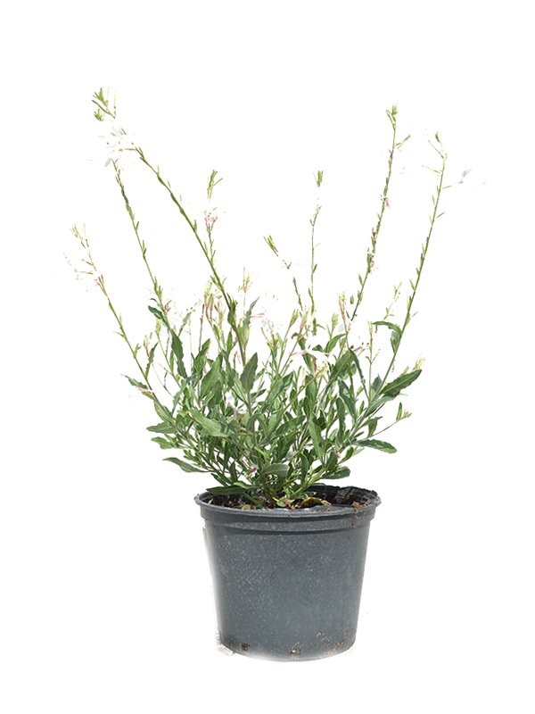Gaura