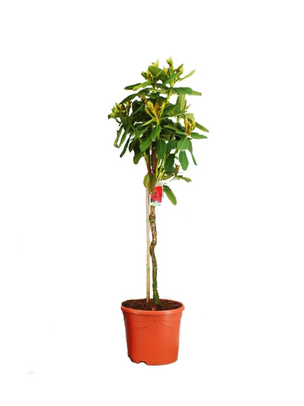Rododendron