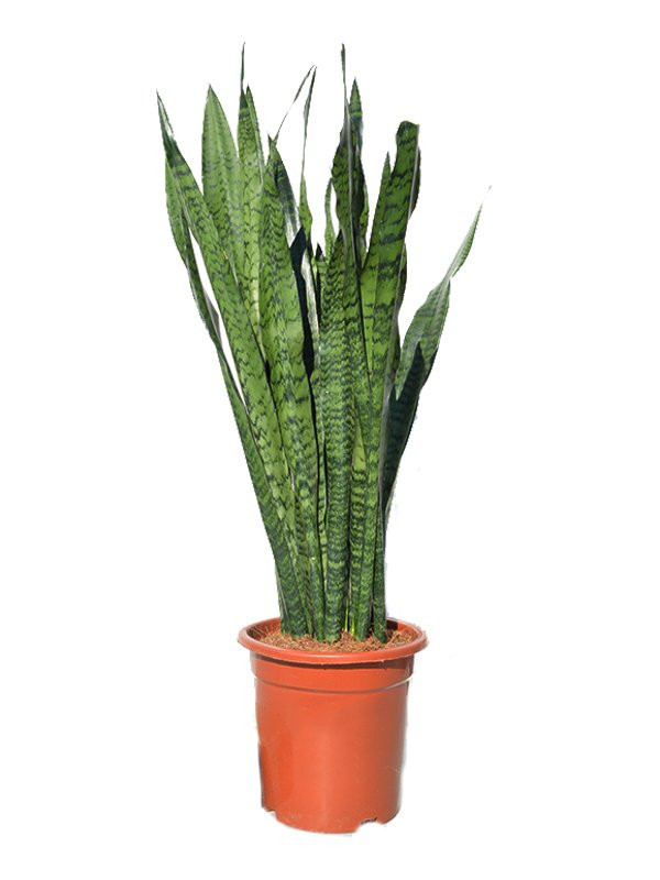 Sanseverija ‘Zeylanica’