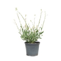 Gaura