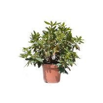 Rododendron